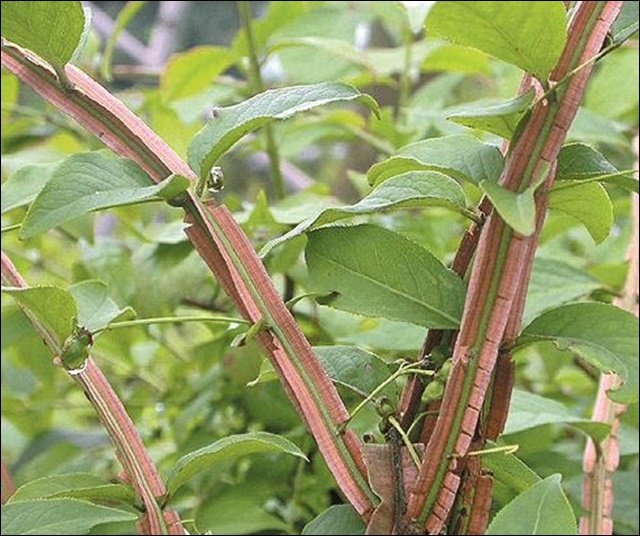 화살나무 효능과 활용법, 알아보고 건강 지키세요