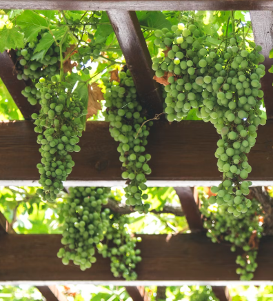 포도 효능 부작용