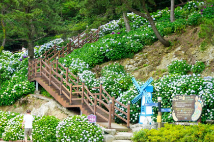 경상권 수국명소 추천 7곳, 여름의 정취를 만끽할 수 있는 곳
