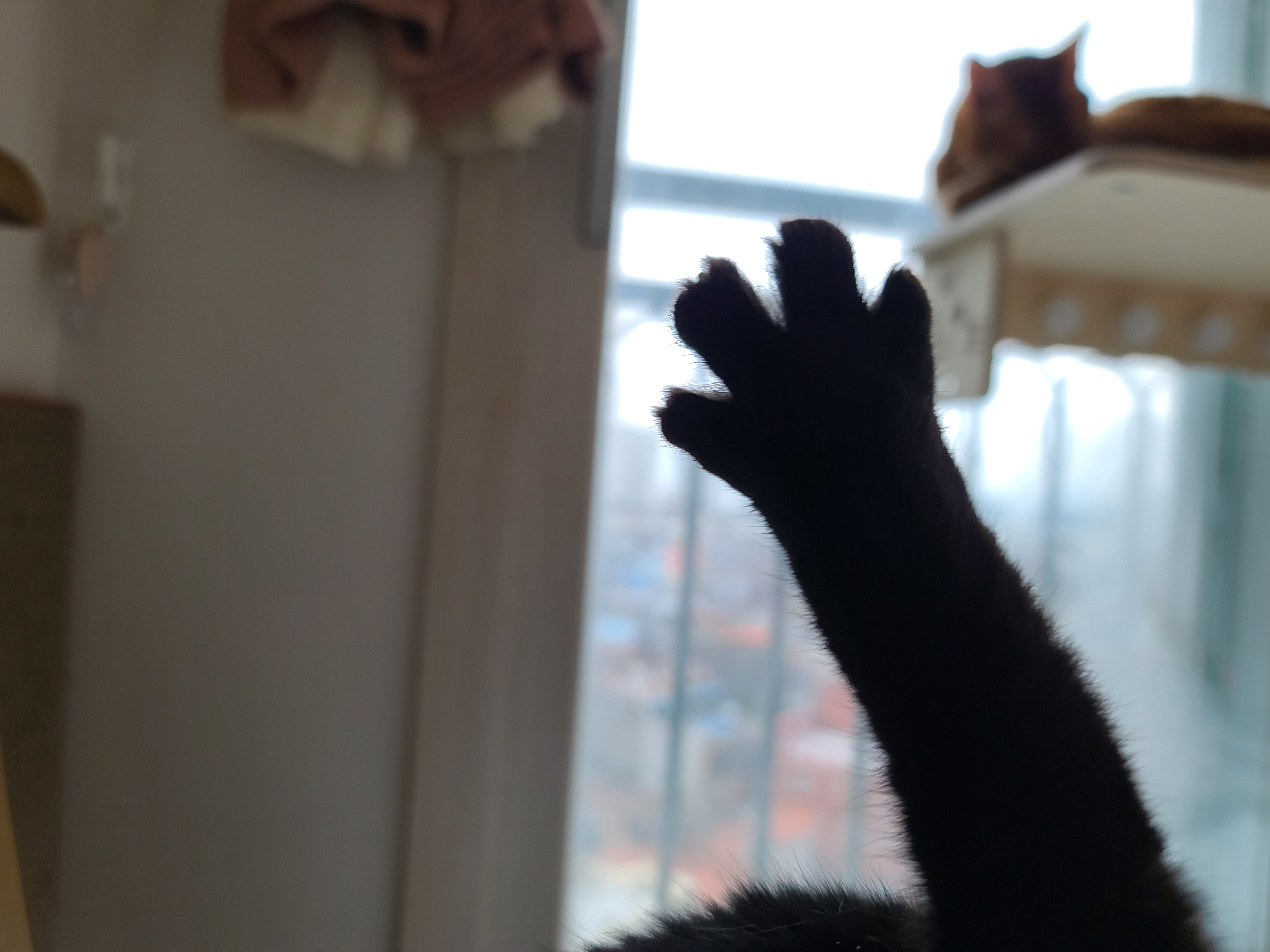 그루밍을 열심히 한 고양이를 쓰다듬으면? (feat. 그루밍에 집중한 고양이 발가락)