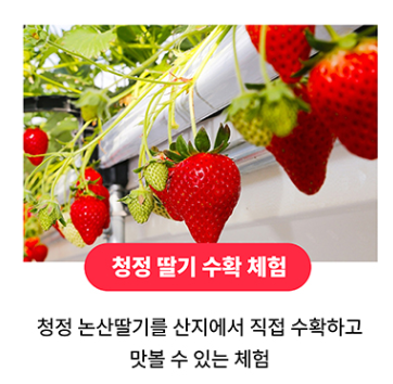 논산딸기축제 주차장