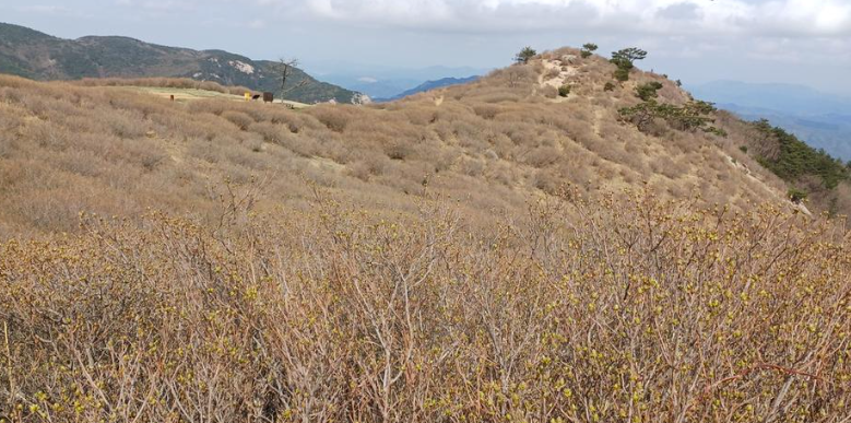 황매산의 철쭉11