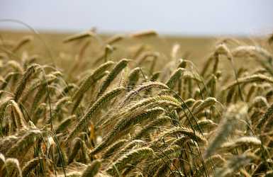 공익직불금 신청 자격