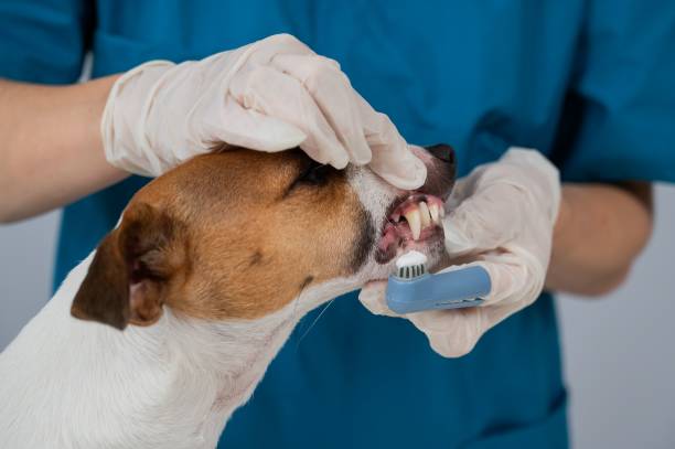 강아지 치석이 생기는 원인