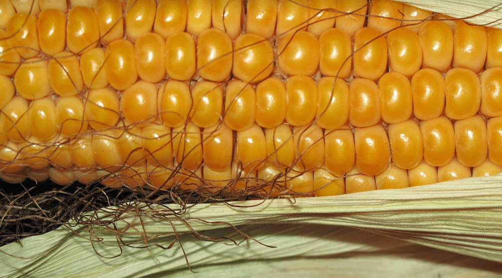 콩팥에 좋은 음식 사진 - 2