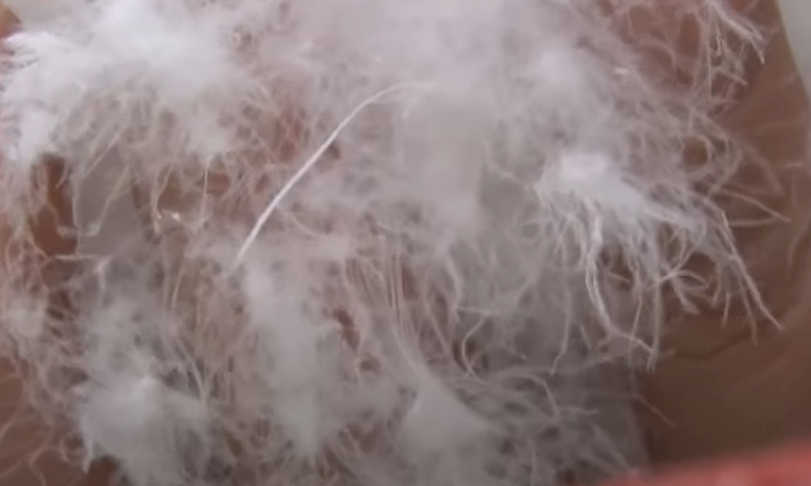 구스다운-패딩털