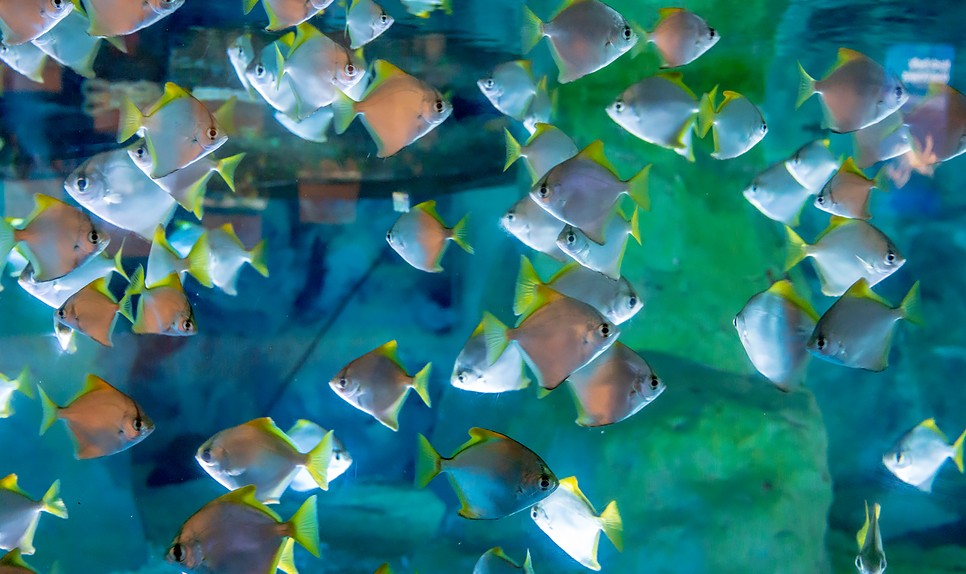 제주 동쪽 가볼만한곳 (아쿠아플라넷 제주)