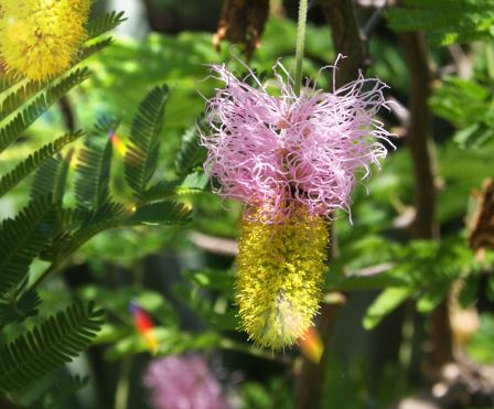 다이글로메라-특징