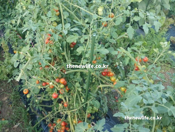 방울토마토의 효능이 다양한 영양 성분을 품고 있는 싱싱한 실물