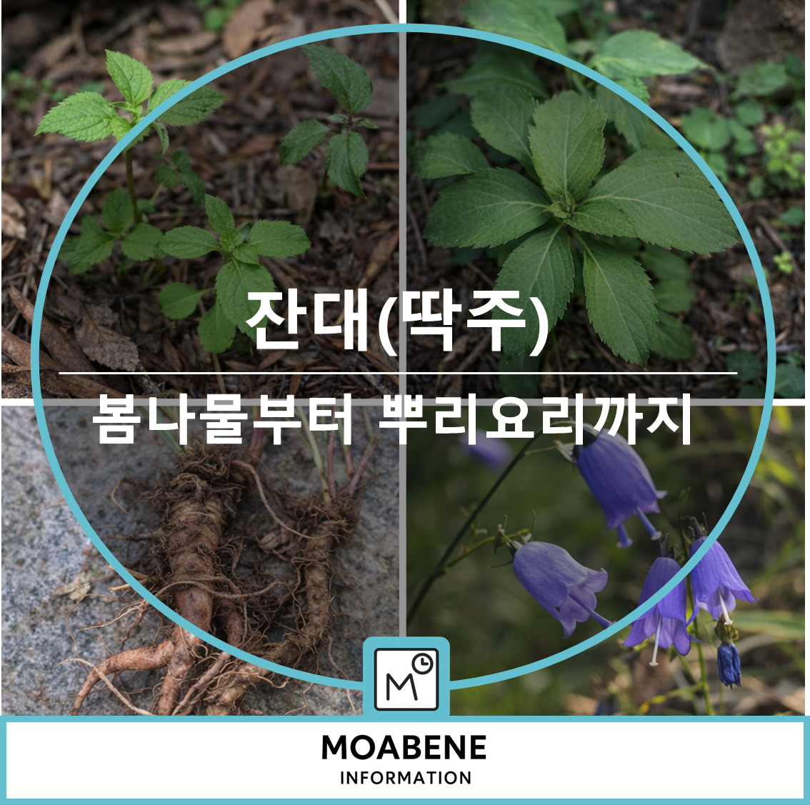 산에서 만나는 잔대(딱주) 이야기: 봄나물부터 뿌리 요리까지