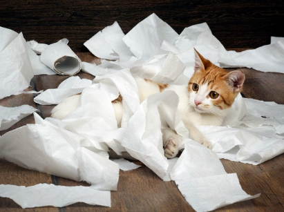 고양이와 화장실 휴지.