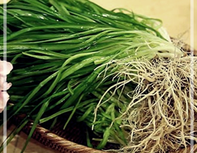 삼채의 효능, 재배법, 그리고 삼채환