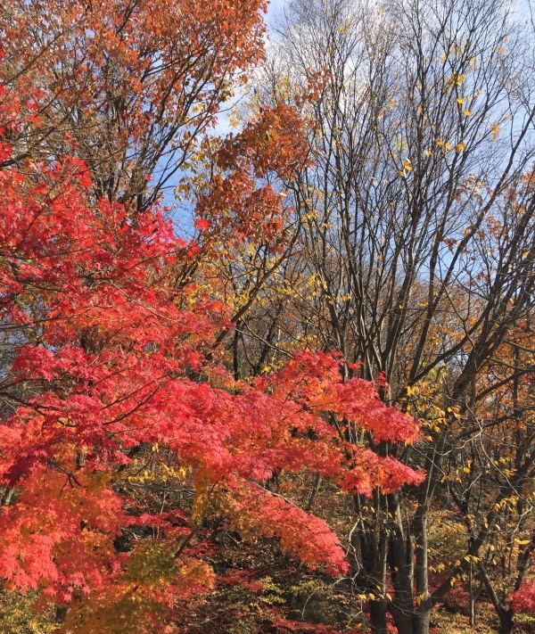 2024 내장산 단풍축제