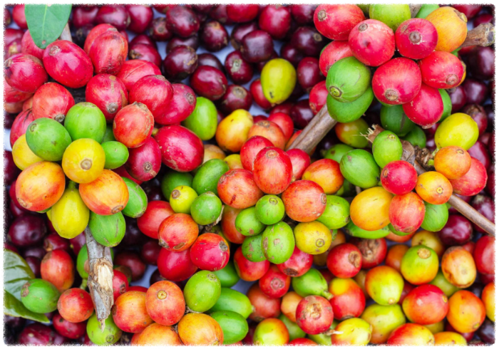 스페셜티 커피란 일반 원두와 다른 5가지 포인트