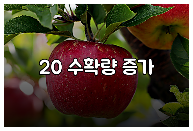 20 수확량 증가