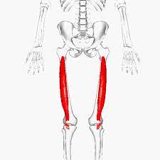 . 중간 대퇴사두근 (Vastus Intermedius)