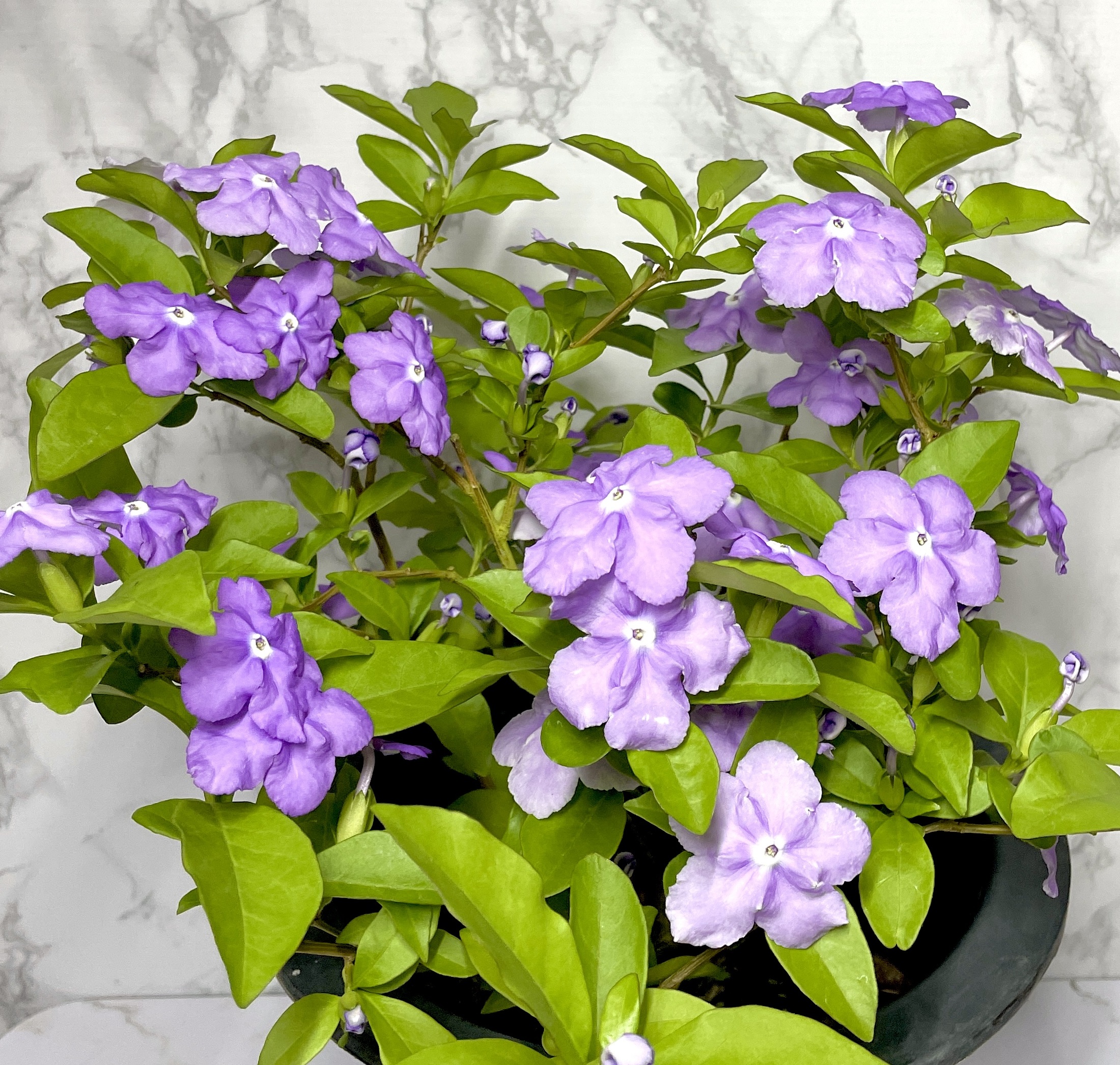 쟈스민 나무 키우기&amp;#44; 향이 진한 브룬펠지어 쟈스민