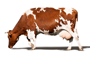 소-꿈해몽-썸네일