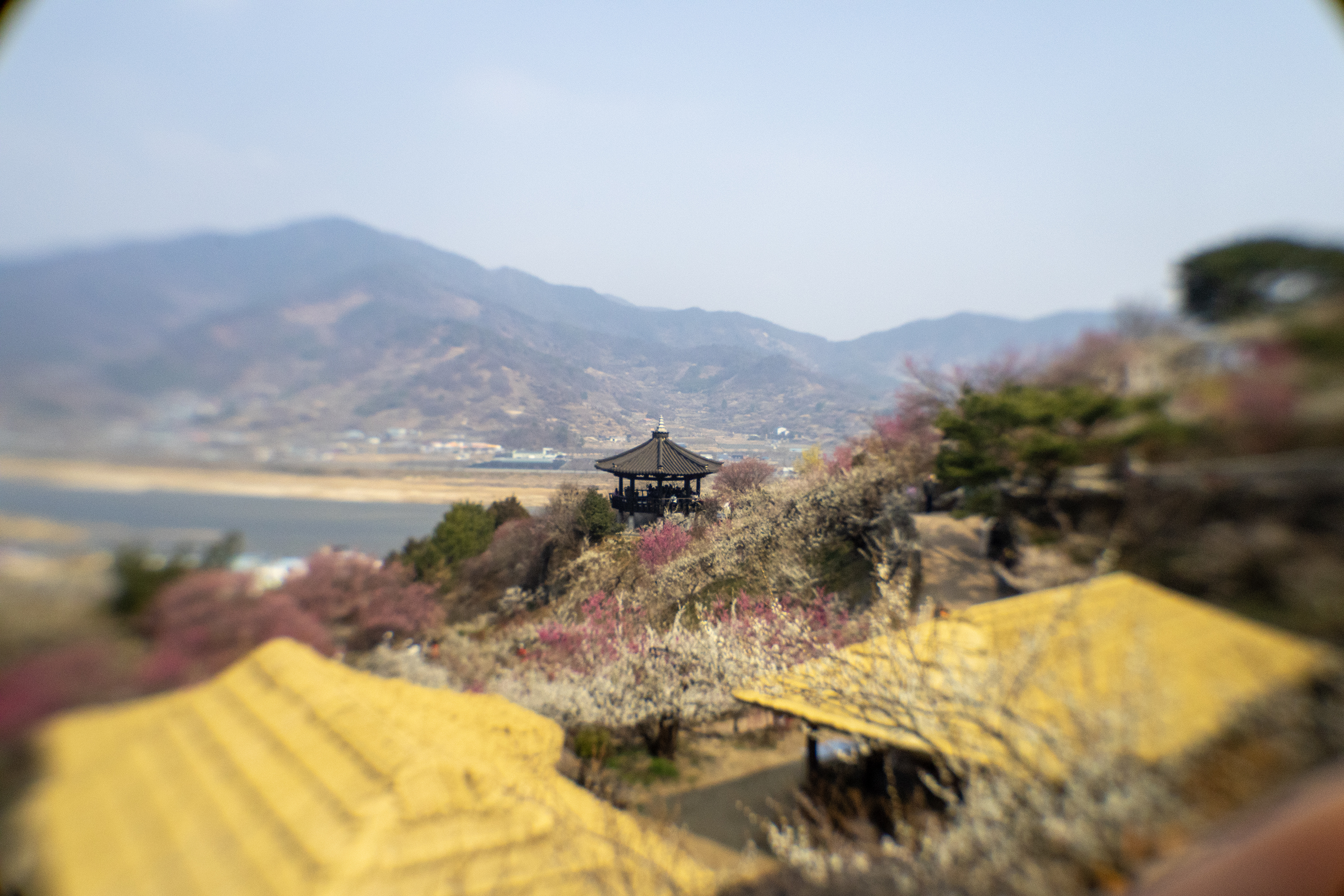 광양 매화마을 전망대 팔각 정자와 섬진강 뷰 &mdash; 봄 매화와 강이 어우러진 풍경