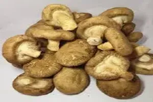 표고버섯