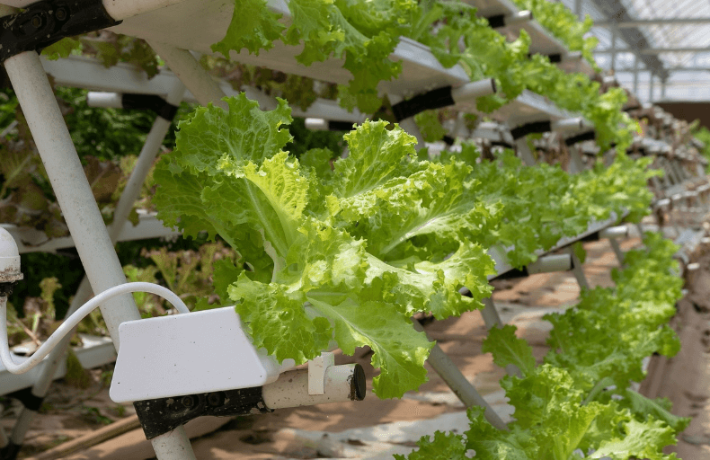 실내 수경재배 완전정복, 상추 수경재배 온실