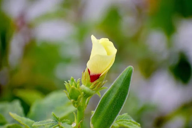 오크라 효능 재배법 손질 수확 요리 보관까지 한눈에 보기_5