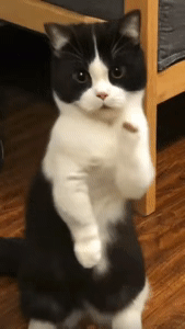 새끼 고양이