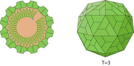 브로모바이러스 공통 구조
