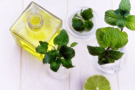 레몬밤효능,레몬밤,레몬밤다이어트,레몬밤먹는법,레몬밤가루,레몬밤성분