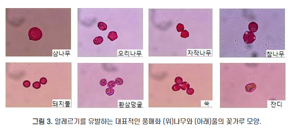 알레르기 유발 꽃가루