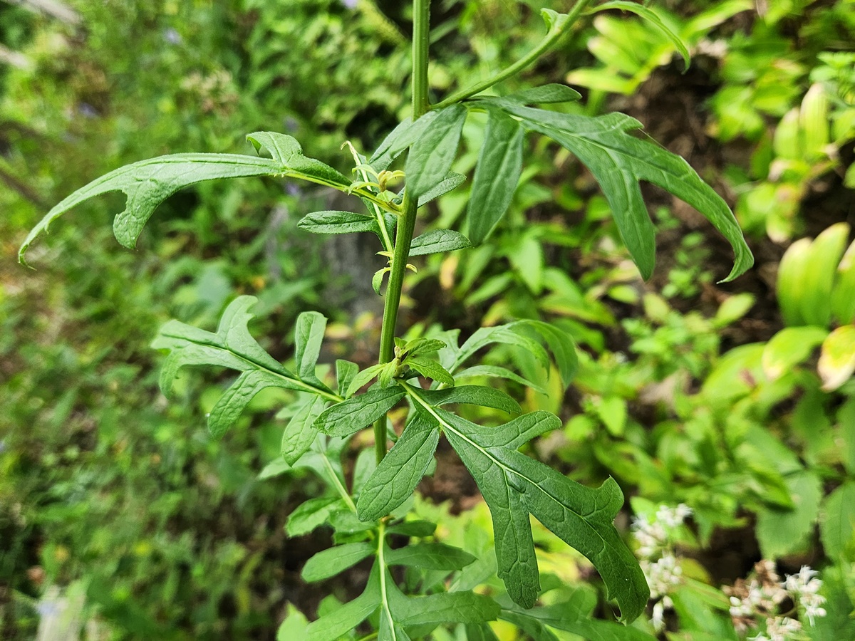 산비장이