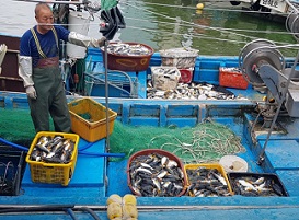 부산하단어촌계