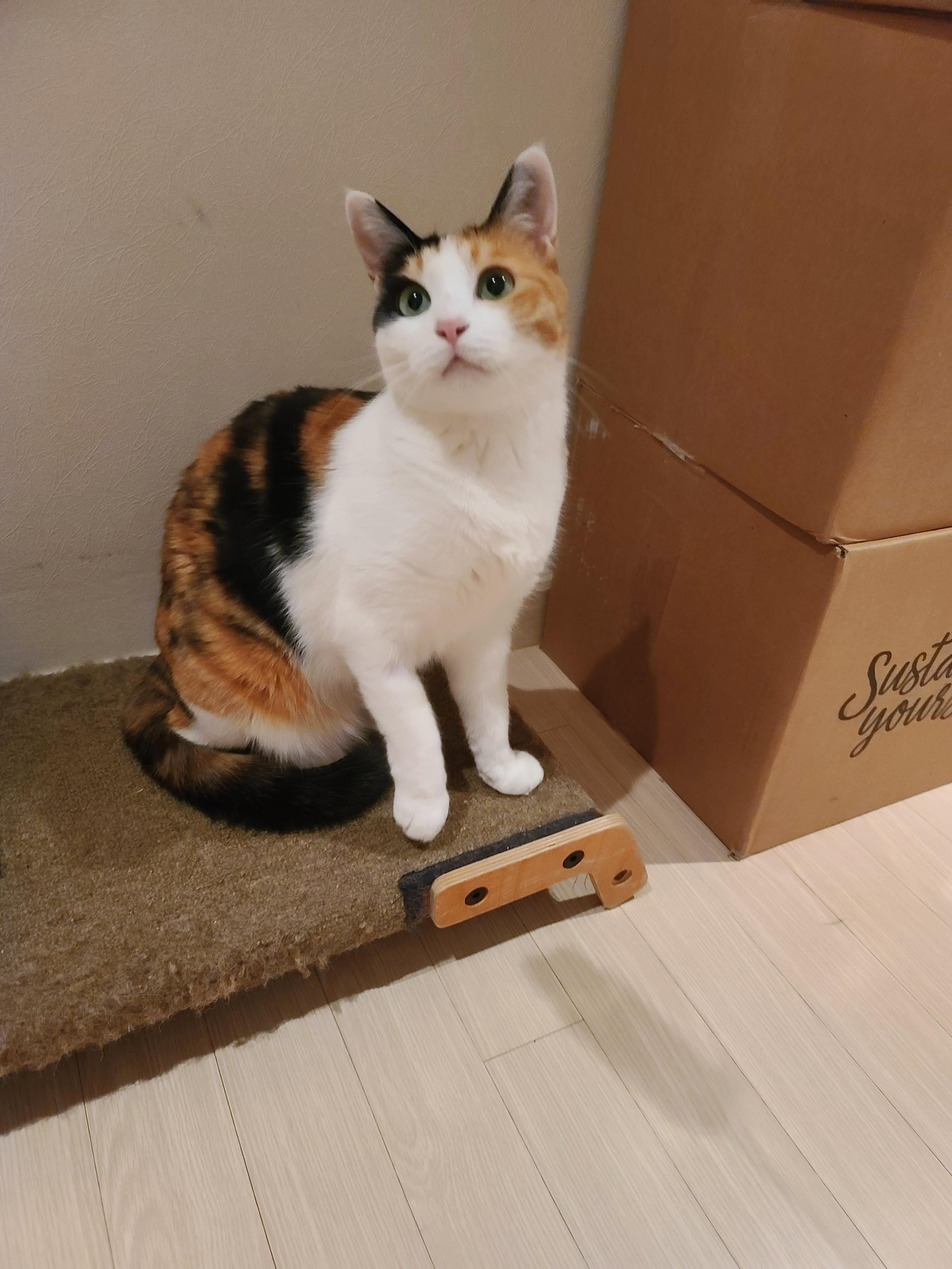 고양이 장난감의 기본! 오뎅꼬치를 샀다. 아홉마리고양이들의 오뎅꼬치 사냥.