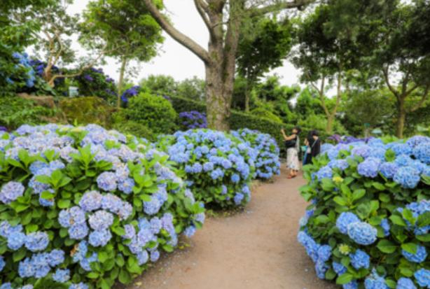 휴애리 수국축제