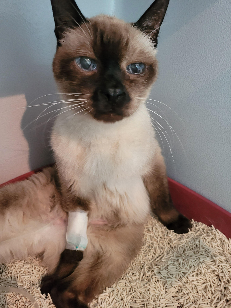 고양이 펫보험2