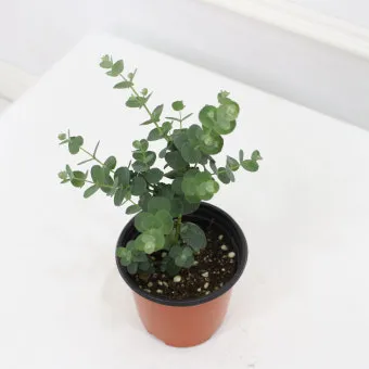 유칼립투스 물주기 향기유지 가지치기 환기관리 실내에서 키우는 요령_14