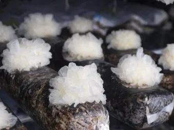 목이버섯 재배 원목 재배 수분 관리 위생 관리_10