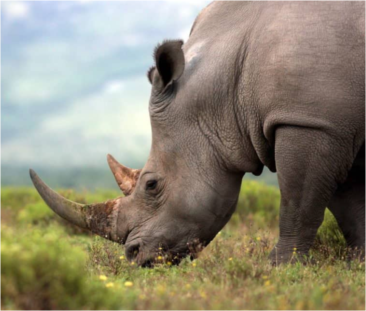 아프리카-코뿔소-프로젝트2