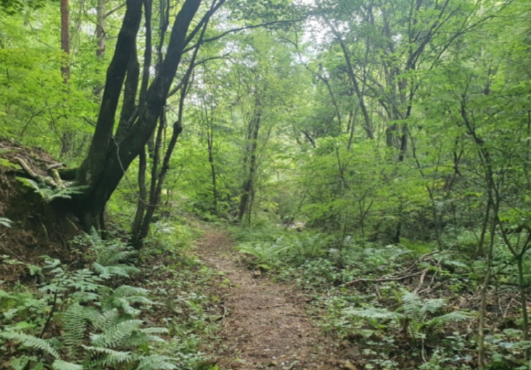 백두대간 트레일