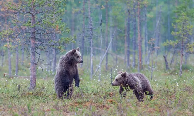 우수리 불곰 특징 성격 서식지_5