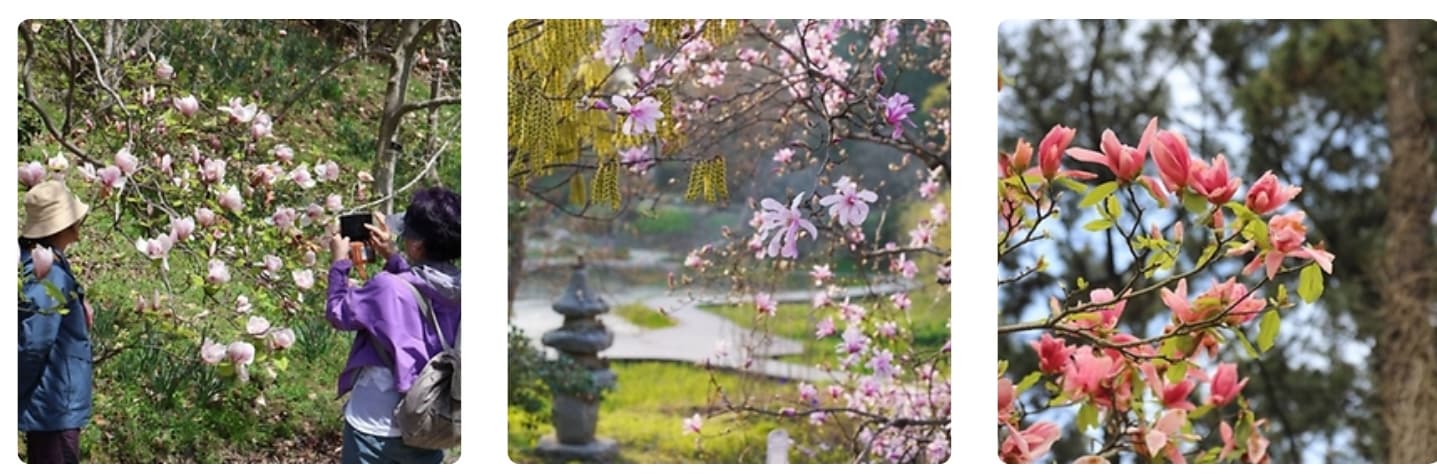 천리포수목원 목련축제｜비공개 정원 개방, 숙박, 온라인예약 팁까지!