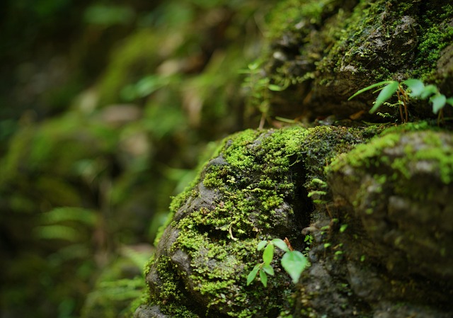곤충과 이끼 &ndash; 도시 미세 서식지 복원의 열쇠