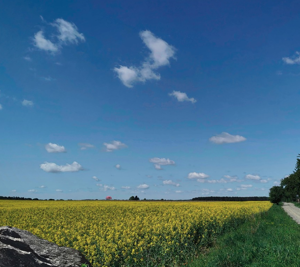 2025 구리 유채꽃축제