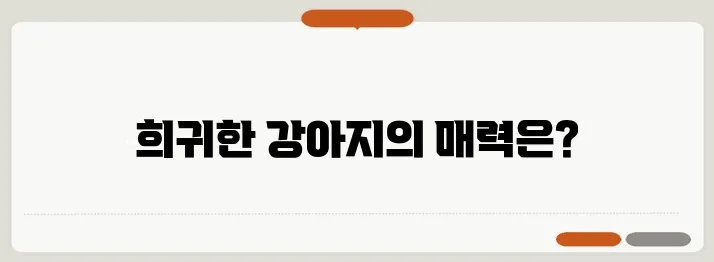 희귀한 강아지와 함께하는 특별한 경험