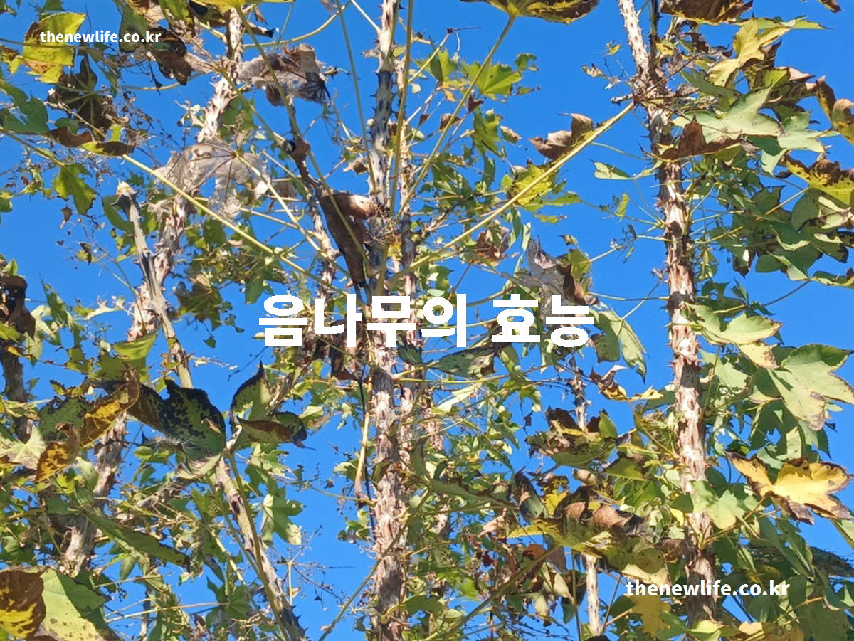 음나무 효능 대표 실사진