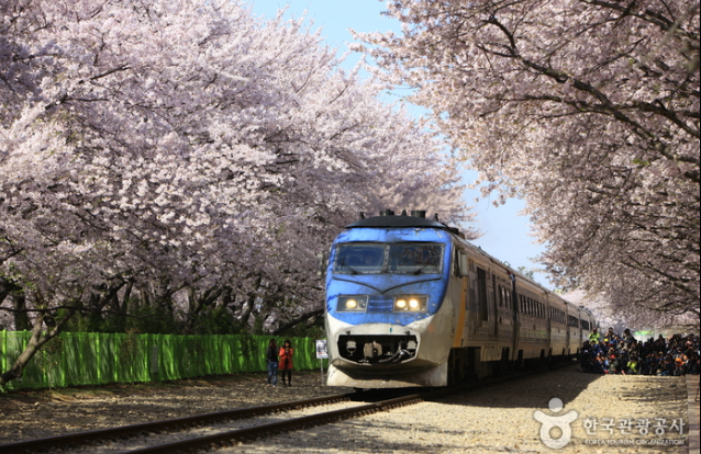 2025 벚꽃 개화시기