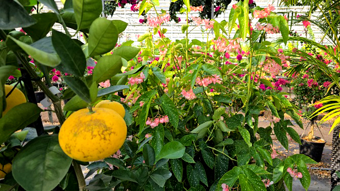 특색있고 아름다운 민간 정원 30선 추천 여행 - 25. 통영 동백커피식물원