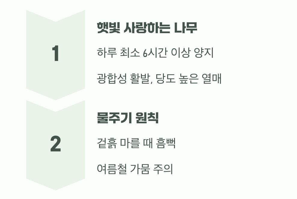 햇빛과 물, 가장 기본이지만 가장 중요해요