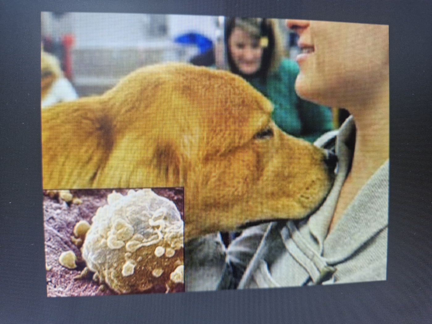 강아지 보험 가입 가능한 질병종류는?