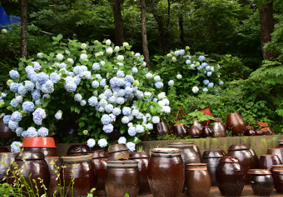 경상권 수국명소 추천 7곳, 여름의 정취를 만끽할 수 있는 곳